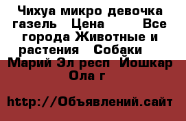 Чихуа микро девочка газель › Цена ­ 65 - Все города Животные и растения » Собаки   . Марий Эл респ.,Йошкар-Ола г.